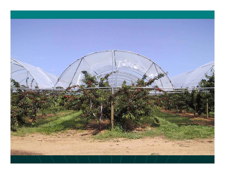 甜樱桃可持续发展的措施,美国加州樱桃