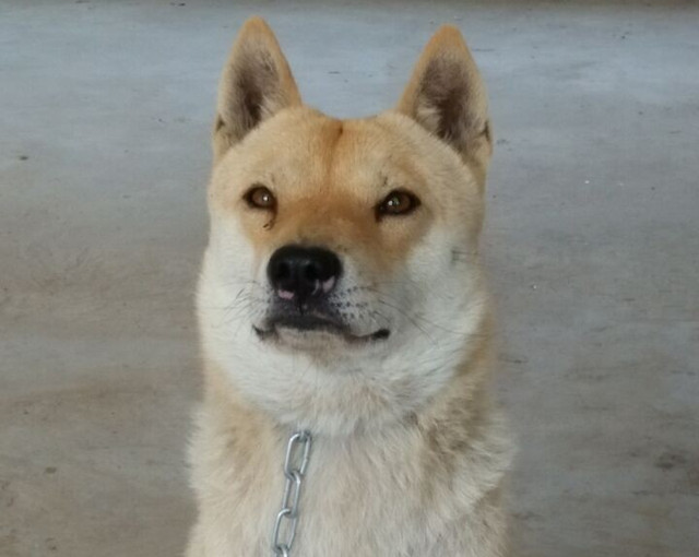 相狗经老人教你挑选好狗,古代选狗与现代选狗的方法