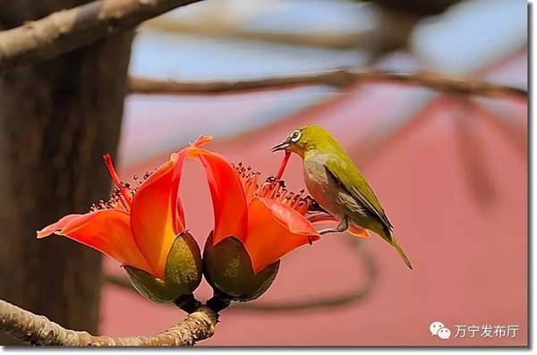 木棉花礼赞作文,木棉花之语