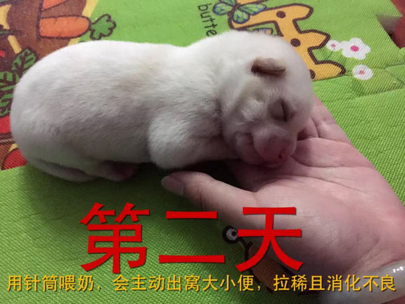 捡到了流浪狗怎么养,流浪小奶狗刚到家怎么养