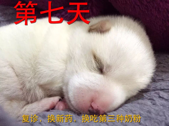 捡到了流浪狗怎么养,流浪小奶狗刚到家怎么养