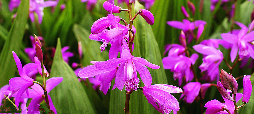 白芨中药粉美白,白芨有美白功效吗