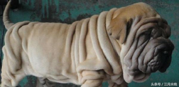 狗狗比较贵的排名,盘点那些超好看的狗狗价格还不贵