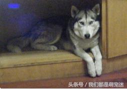 哈士奇得细小在家怎么治,哈士奇得了细小能治好吗