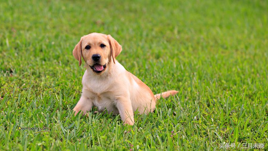 狗狗比较贵的排名,盘点那些超好看的狗狗价格还不贵