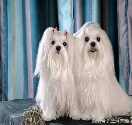 狗狗比较贵的排名,盘点那些超好看的狗狗价格还不贵