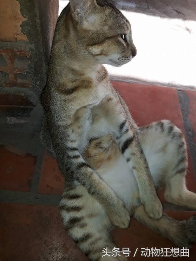 猫咪被割了蛋需要怎么护理,猫咪割了蛋还会打架吗