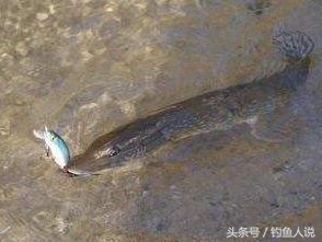 路亚钓鱼诱鱼技巧,路亚垂钓诱鱼技巧