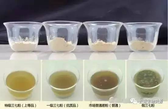 正宗三七价格多少钱一斤,三七的价格是多少钱一斤