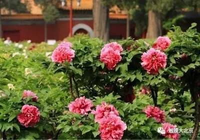 4月整整11天假!瓷器们,这些好消息请查收!