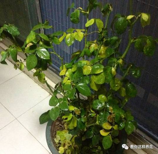 虎尾兰烂根后的花盆和土还能用吗,虎尾兰枯萎了