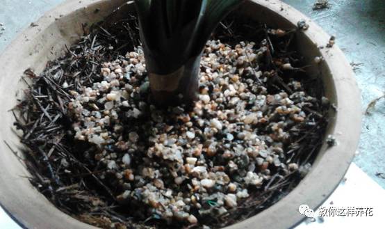 虎尾兰烂根后的花盆和土还能用吗,虎尾兰枯萎了