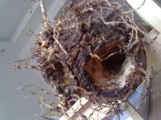 虎尾兰烂根后的花盆和土还能用吗,虎尾兰枯萎了