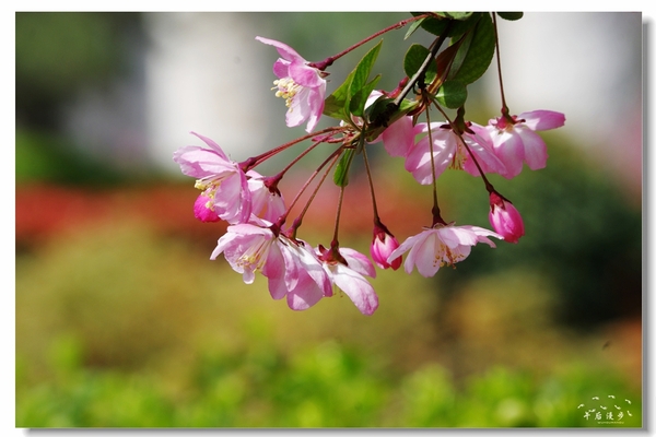 西安牡丹苑花还开着没,西安垂丝海棠哪里有卖