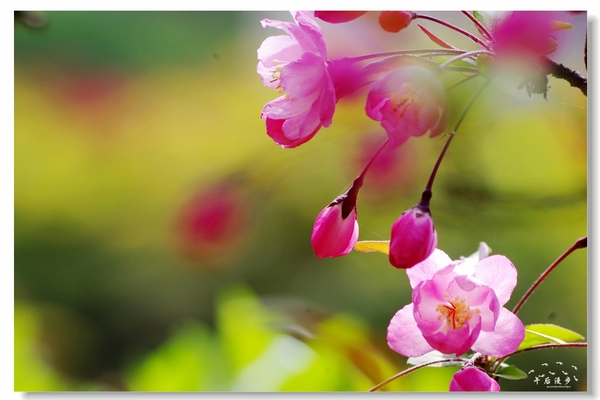 西安牡丹苑花还开着没,西安垂丝海棠哪里有卖