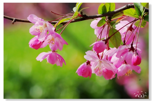 西安牡丹苑花还开着没,西安垂丝海棠哪里有卖