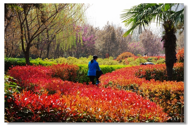 西安牡丹苑花还开着没,西安垂丝海棠哪里有卖