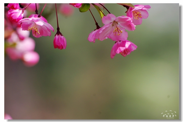 西安牡丹苑花还开着没,西安垂丝海棠哪里有卖