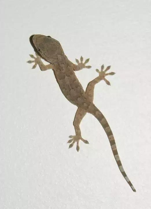 农村十分常见动物,雷州最稀有的动物