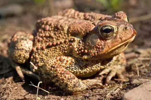农村十分常见动物,雷州最稀有的动物