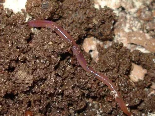 农村十分常见动物,雷州最稀有的动物