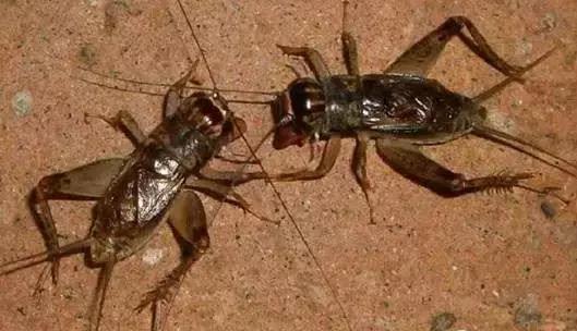 农村十分常见动物,雷州最稀有的动物