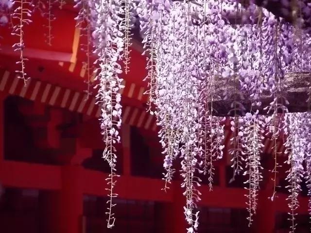 日本樱花之旅,来一场日本樱花之旅