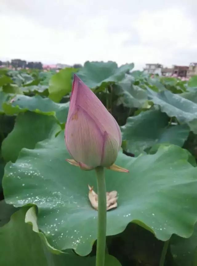 中港澳旅行,从广东出发环中国游路线