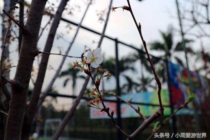 不用去日本深圳就能看樱花,日本樱花必看