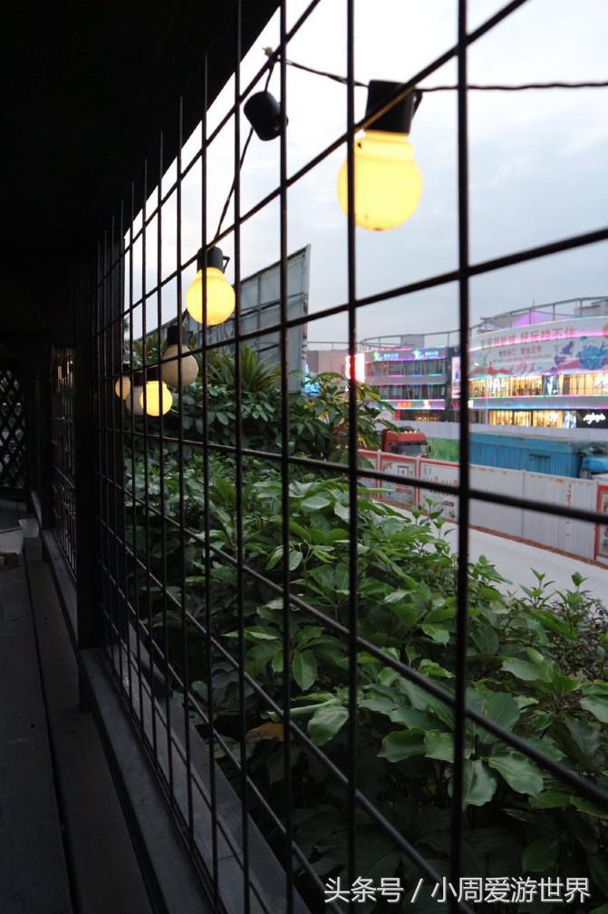 不用去日本深圳就能看樱花,日本樱花必看