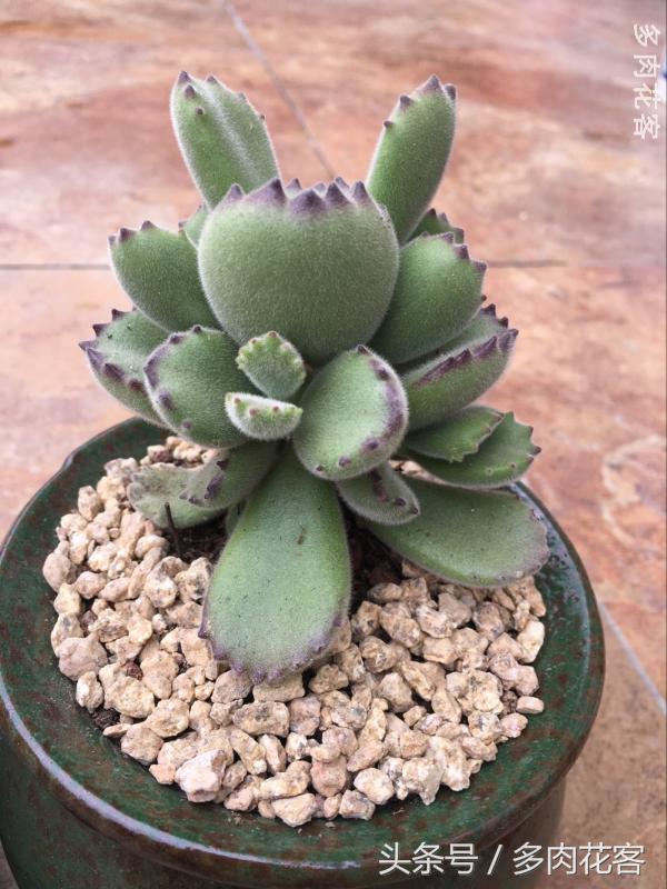 有一种肉肉叫做别人家的多肉第9期简月的肉肉