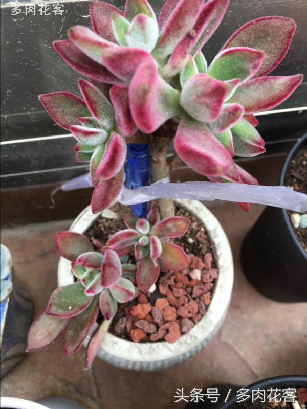 有一种肉肉叫做别人家的多肉第9期简月的肉肉