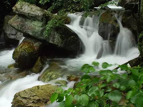 清明深圳周边一日游好去处,深圳仙湖植物园清明踏青赏花