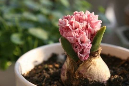 风信子夹箭是因为冷处理时间短吗,风信子败花以后怎么处理