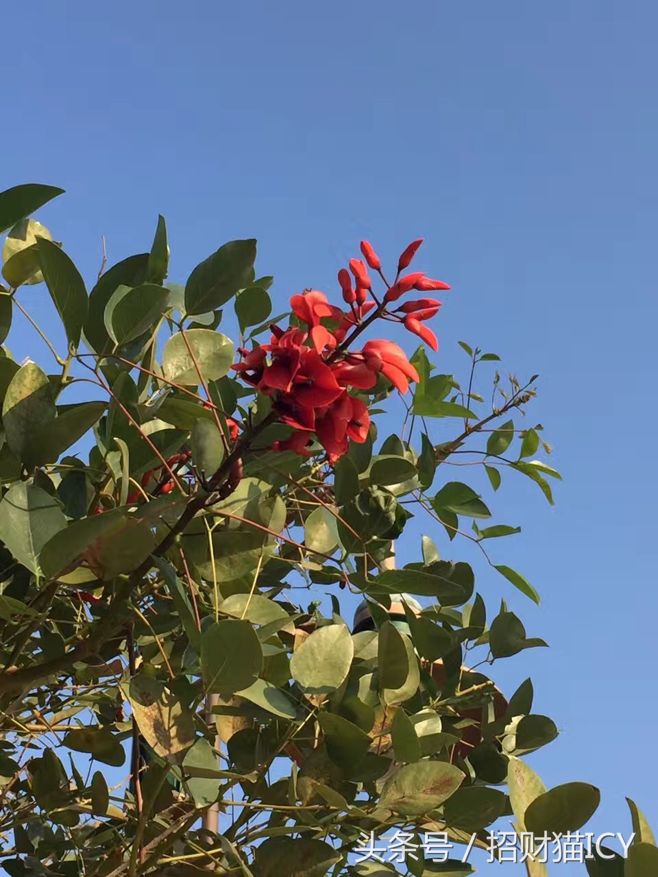 珠海长隆奇幻之旅,广州珠海长隆两天一夜攻略