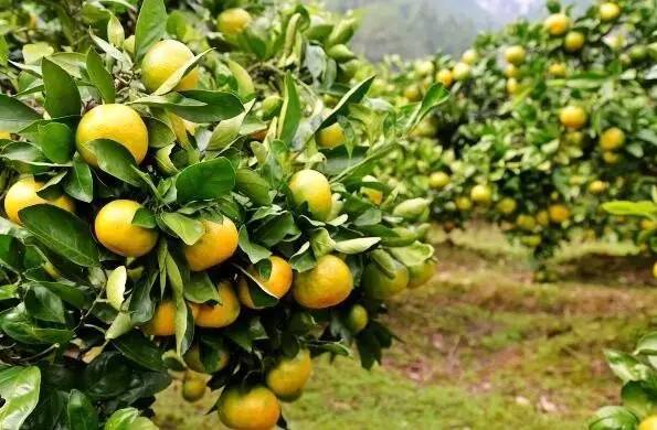 最新全国柑橘种植分布图,最新全国柑橘种植分布