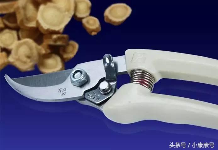 老中医谈西洋参,老中医讲进口西洋参