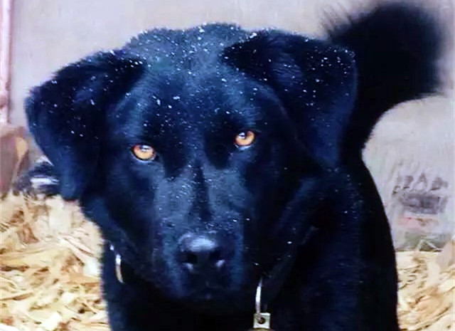 相狗经老人教你挑选好狗,古代选狗与现代选狗的方法