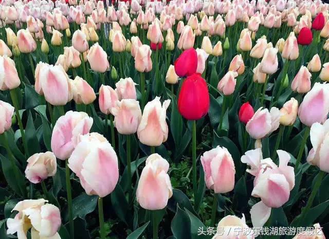 花博园红你是苹果红,我是最正中国红!