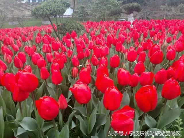 花博园红你是苹果红,我是最正中国红!
