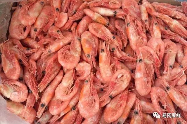 全球最优质的北极甜虾,正宗日本北极虾