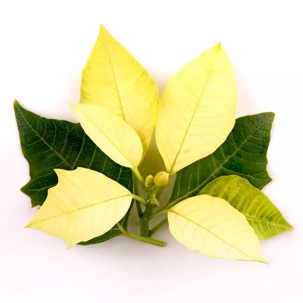 花苞突然变黑掉了什么原因,种花叶子黄了用什么办法让它变绿