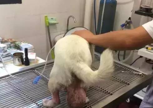 狗狗长了一大颗肉球,狗狗长了个小肿瘤