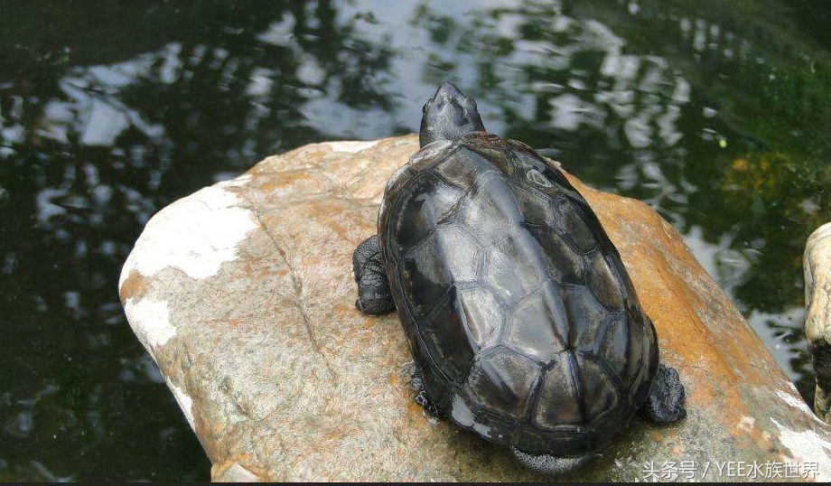 乌龟不露头什么讲究,乌龟为什么叫凤凰