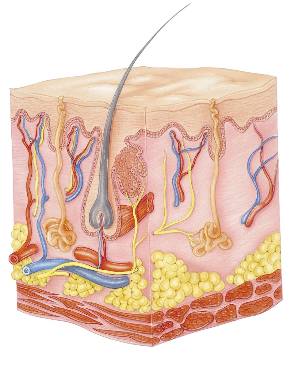 脸部填充脂肪能维持多久,自体脂肪面部填充后遗症
