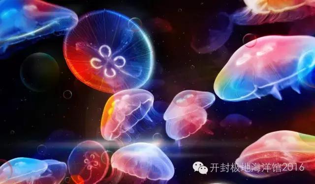 下雨适合去极地海洋世界玩吗,下雨天极地海洋世界