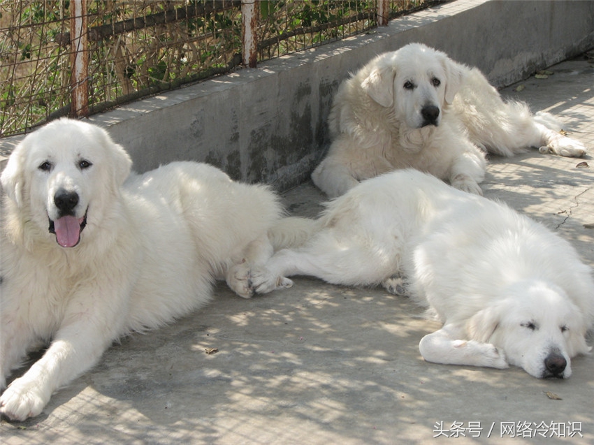 第一次养狗养大白熊,大白熊养多久可以配狗