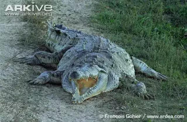 奥里诺科鳄有多漂亮,奥里诺科鳄最大多大