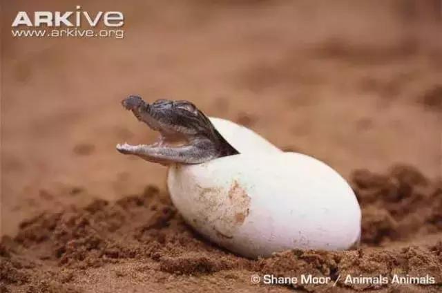 奥里诺科鳄有多漂亮,奥里诺科鳄最大多大