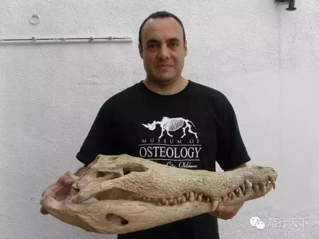 奥里诺科鳄有多漂亮,奥里诺科鳄最大多大